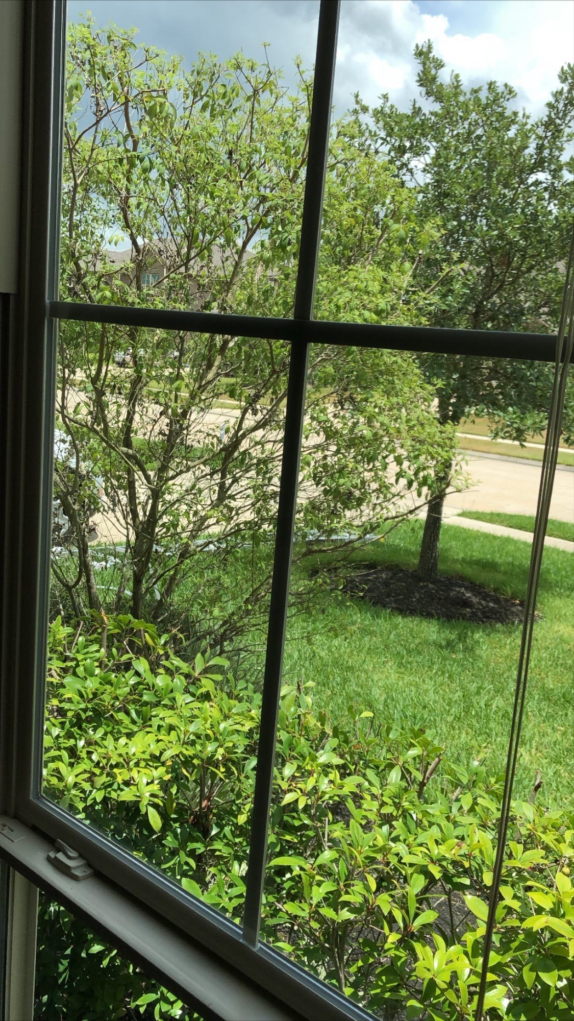 View through a window of green trees and shrubs on a sunny day