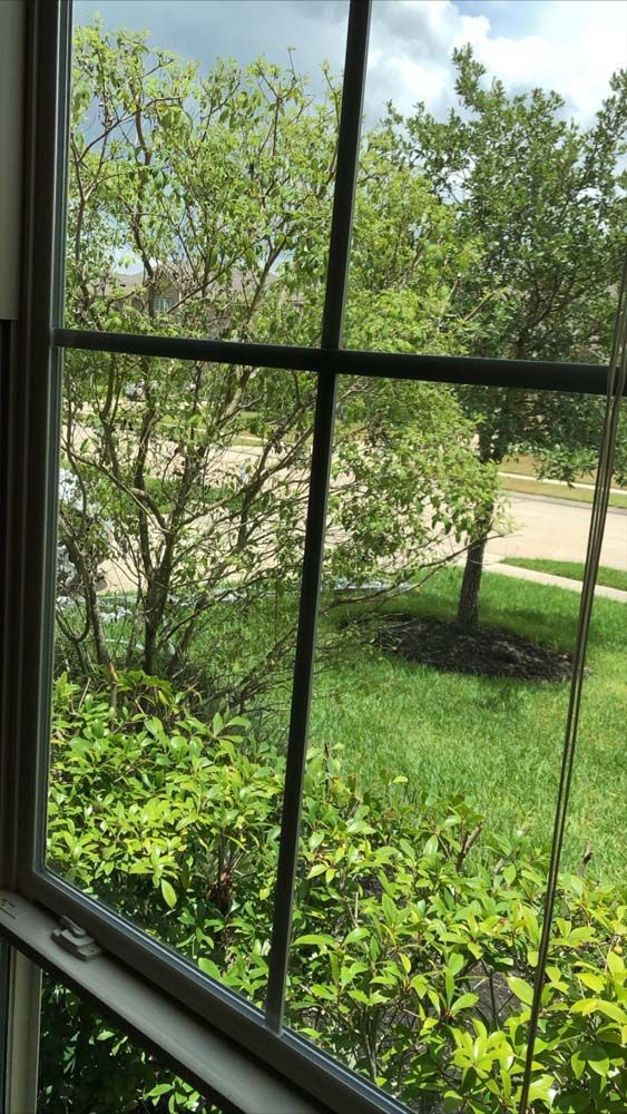 View through a window to green shrubs, trees, and a grassy yard on a sunny day.