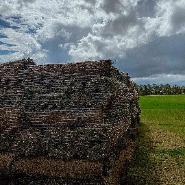 Turf In Hervey Bay Wide Bay Turf