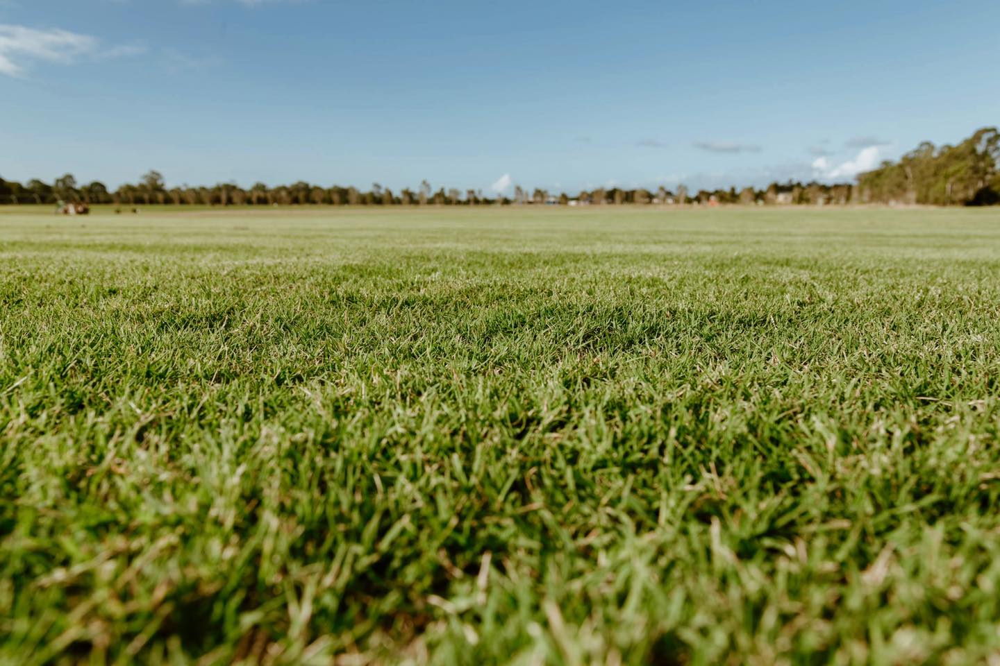 Wintergreen Turf Hervey Bay Wide Bay Turf