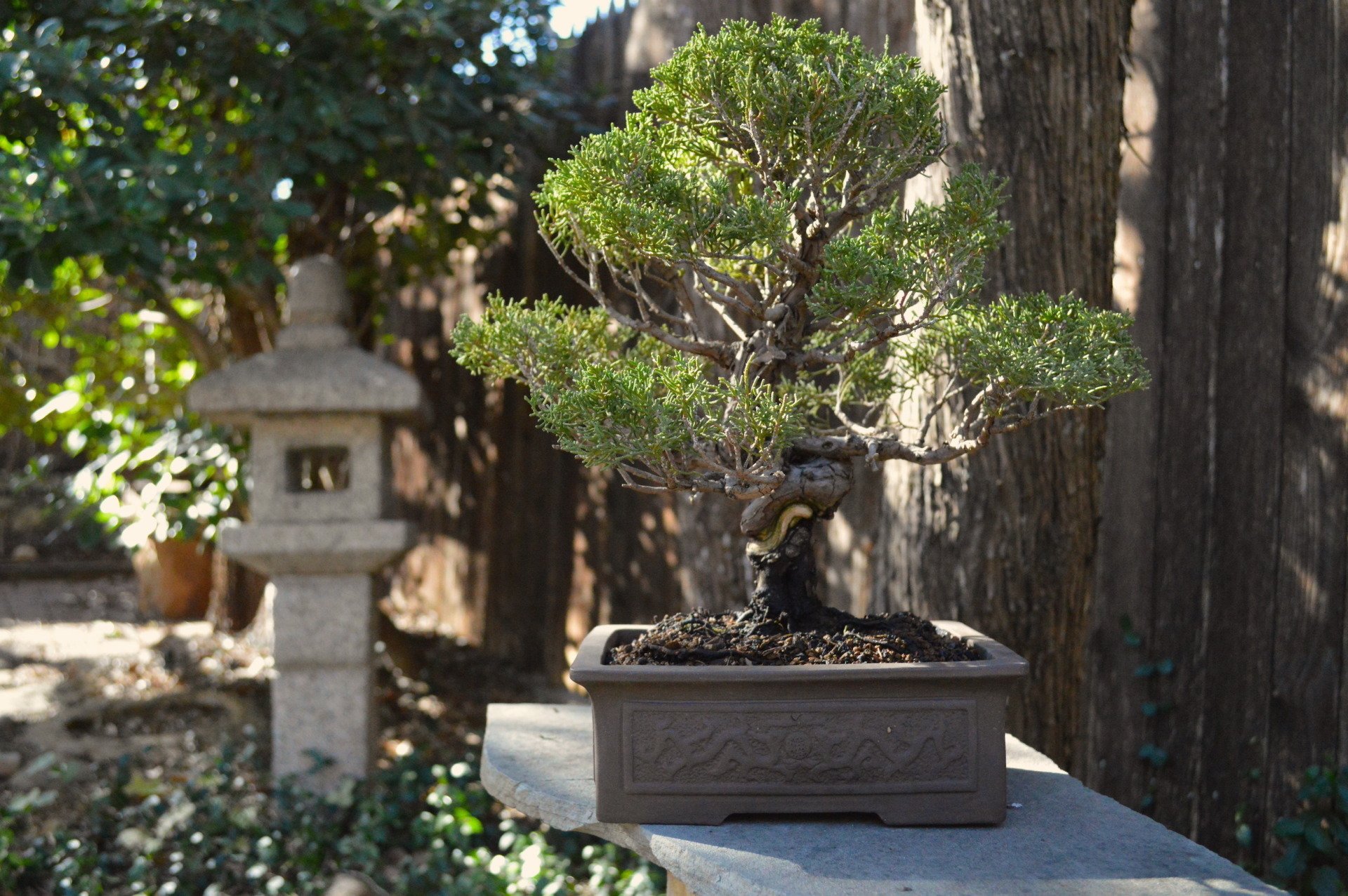 Bonsai Trees Fort Worth, TX 8175343220