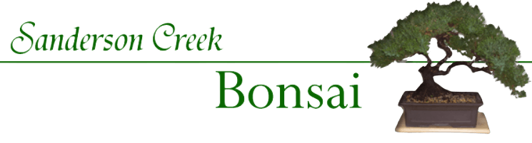 bonsai trees