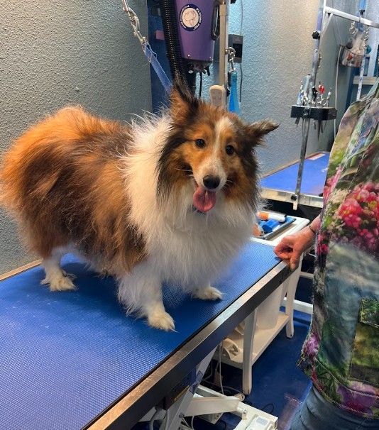 dog deshedding service redding ca 96002