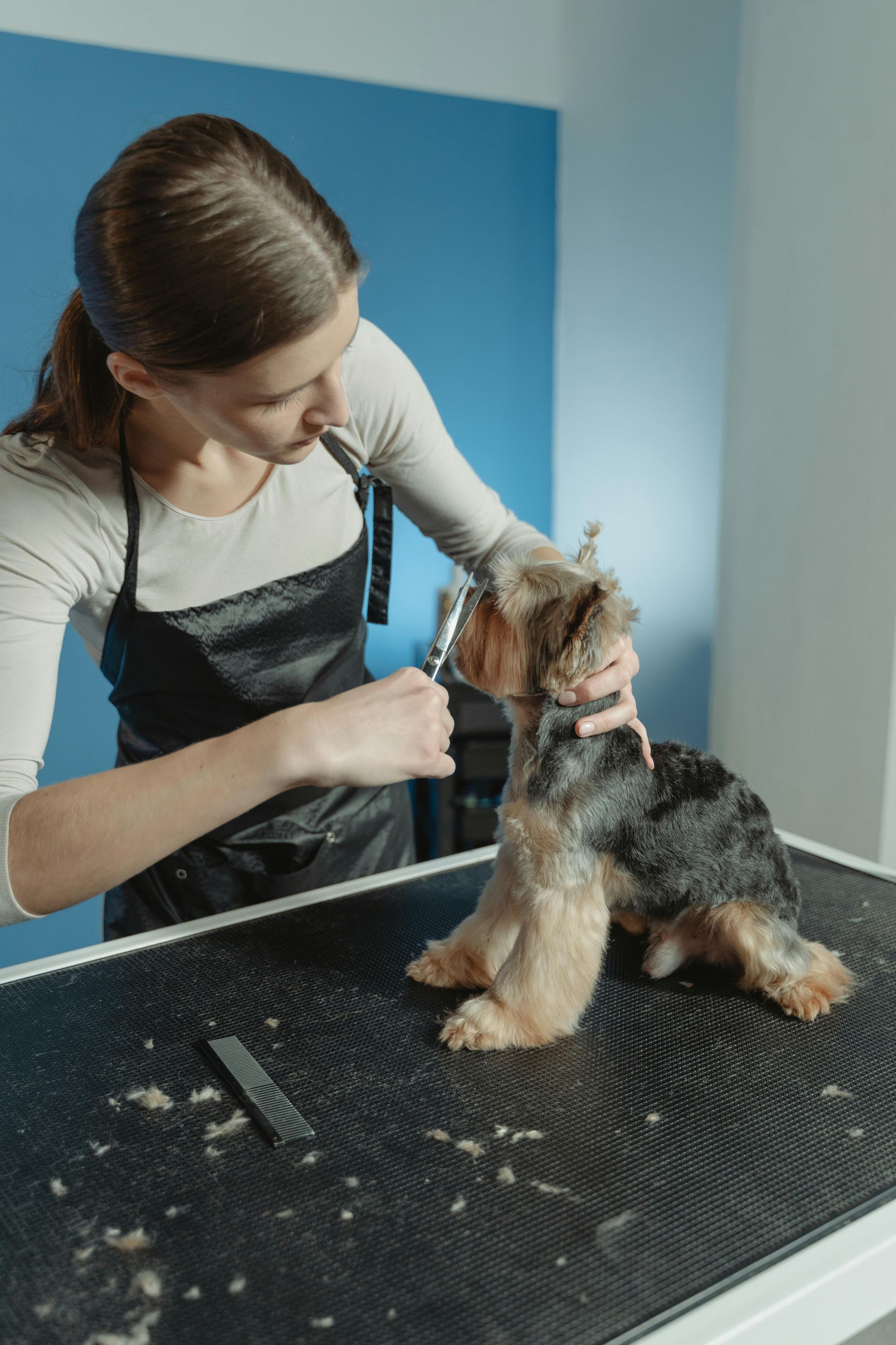dog grooming near me