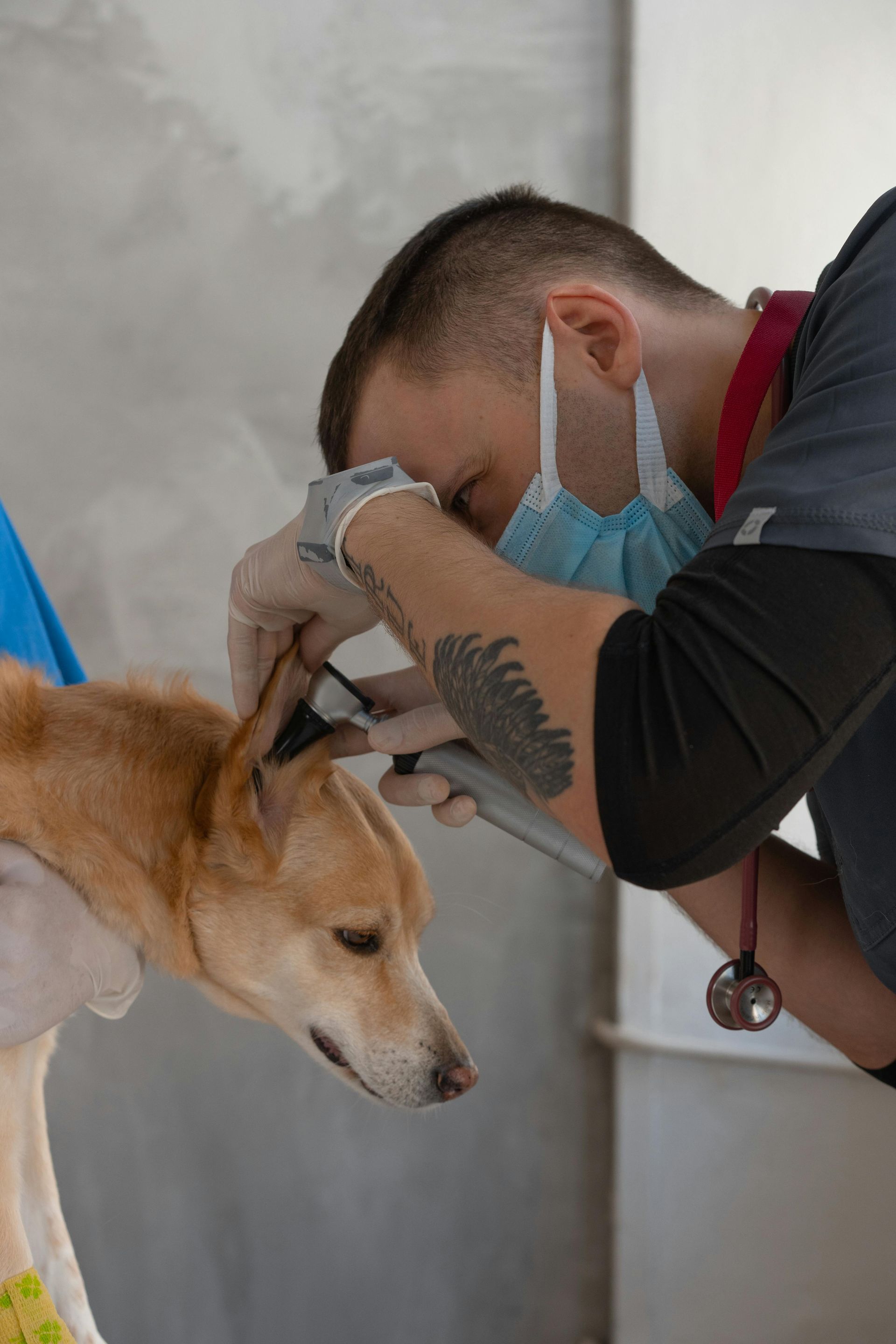 anderson ca dog grooming