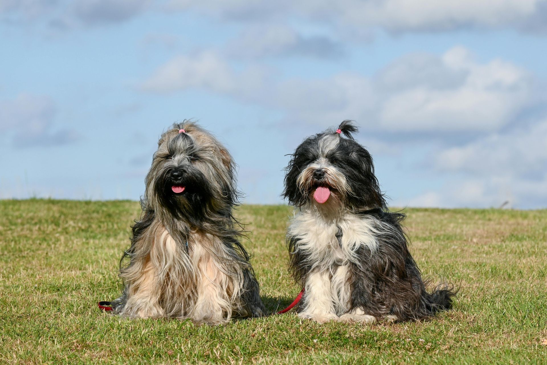 cottonwood ca dog grooming services nearby
