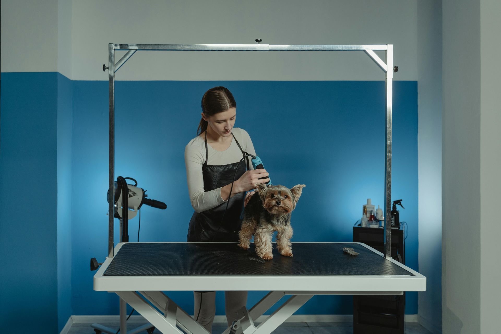 dog grooming services near me