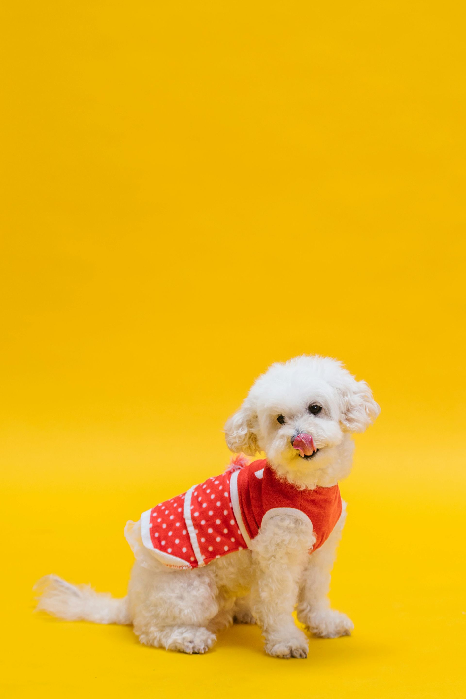 redding ca dog grooming