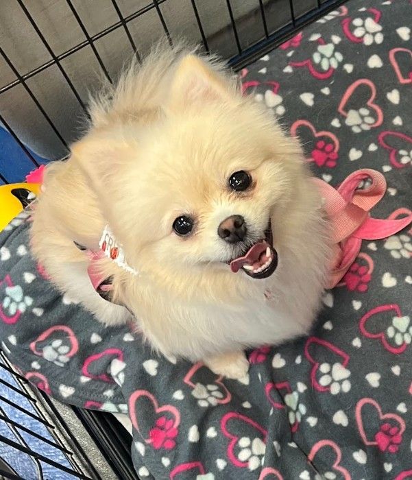 your dog deserves comfort during the summer with deshedding service to keep your furry friends cool!