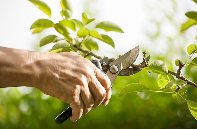 Man Trimming — Wilmer, AL — Coastal Tree Co.