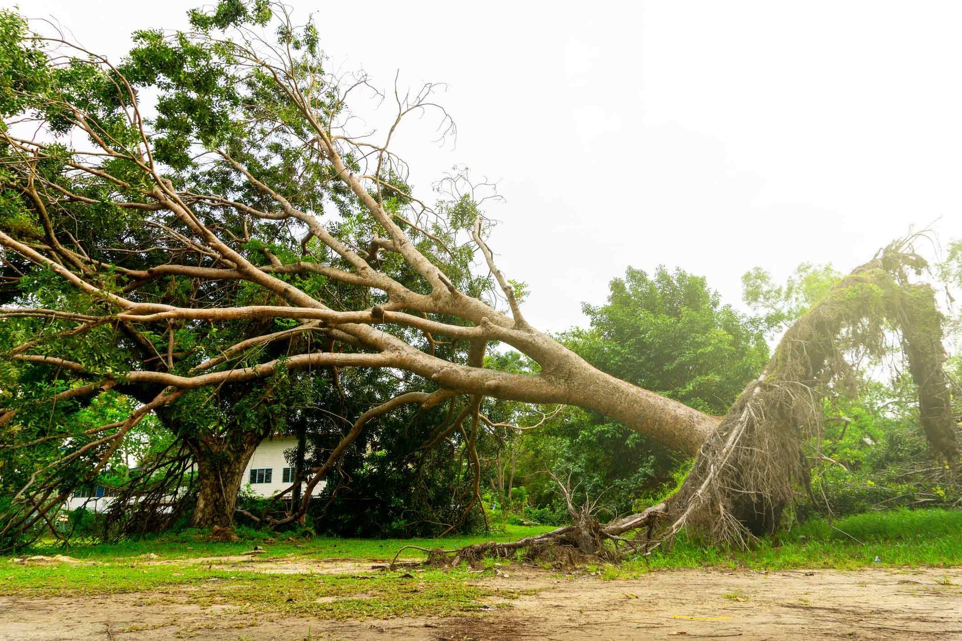 Natural Disaster For Fallen Trees — Wilmer, AL — Coastal Tree Co. Natural Disaster For Fallen Trees — Wilmer, AL — Coastal Tree Co.