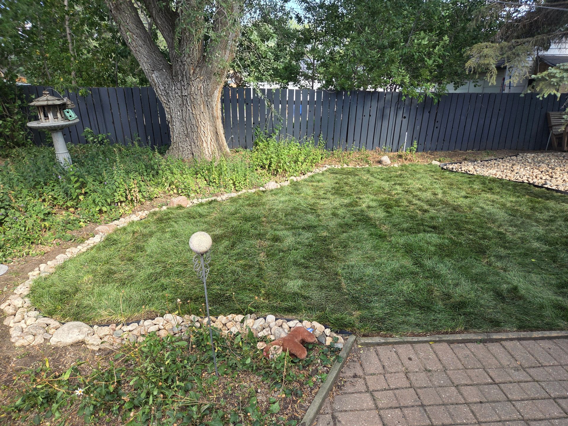 Backyard lawn bordered by stone edging, with a large tree, fence, and patio pavers in the foreground