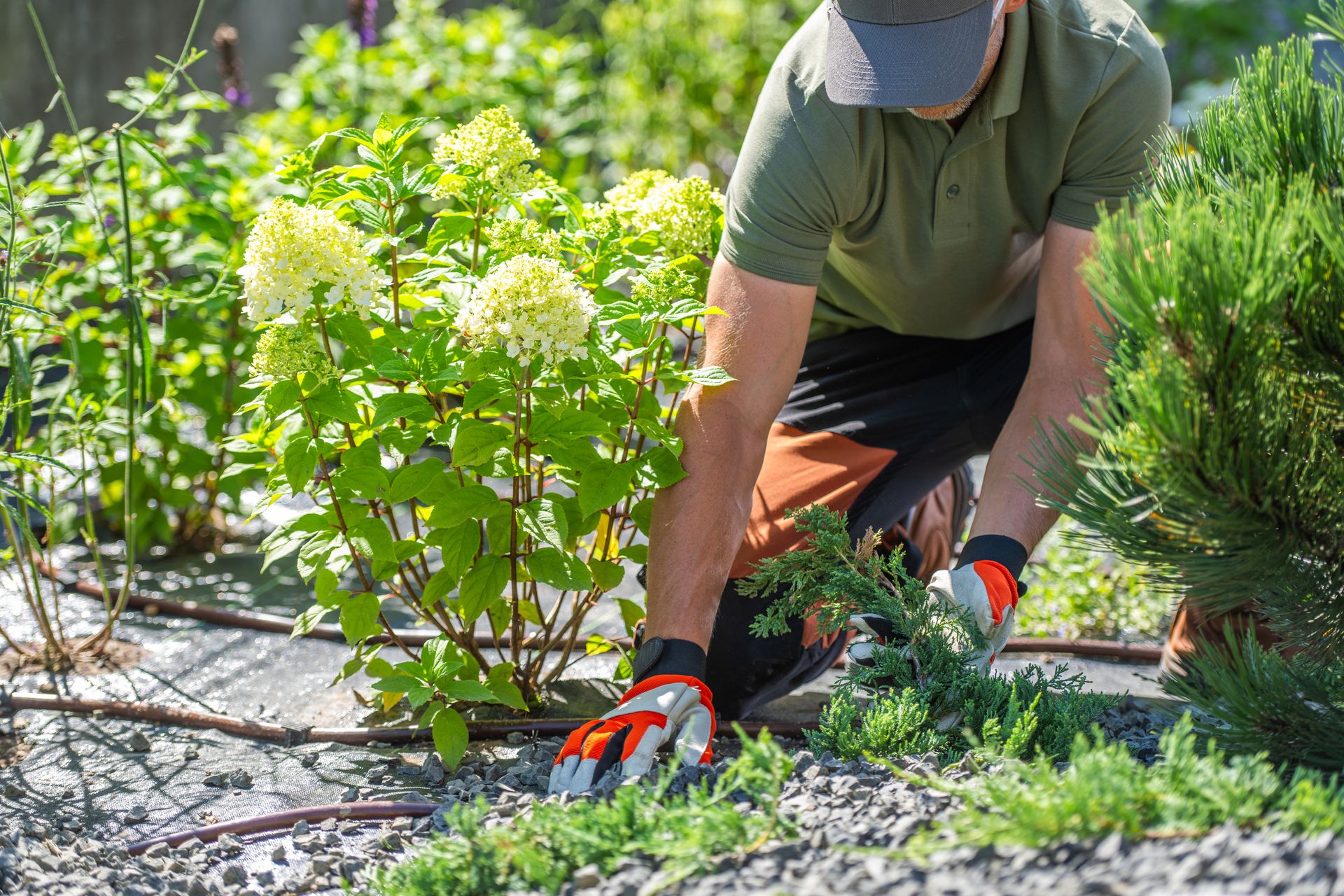 Person kneeling in a garden, pulling weeds among green shrubs and gravel with orange gloves