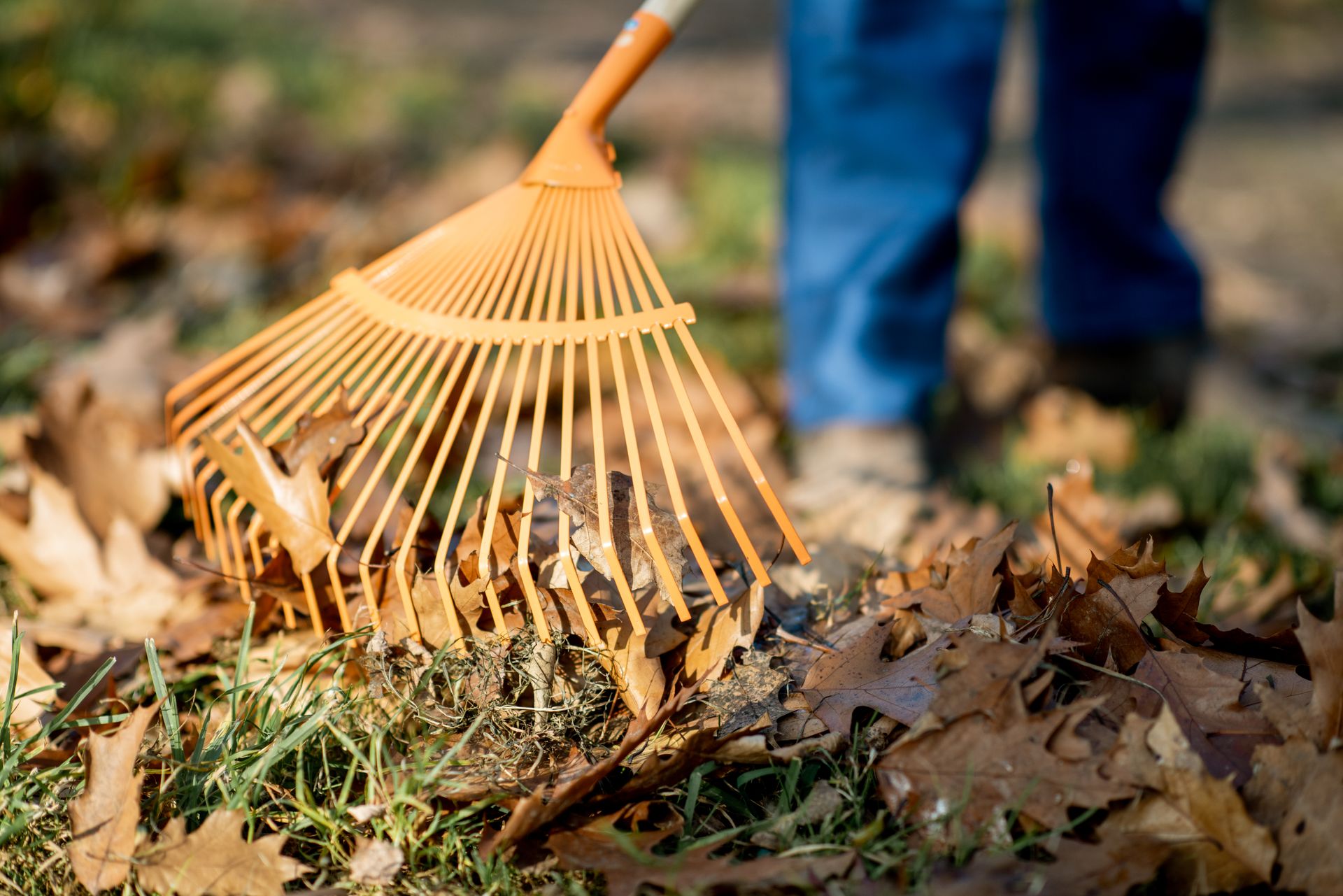 Person raking dry leaves on grass with an orange rake outdoors