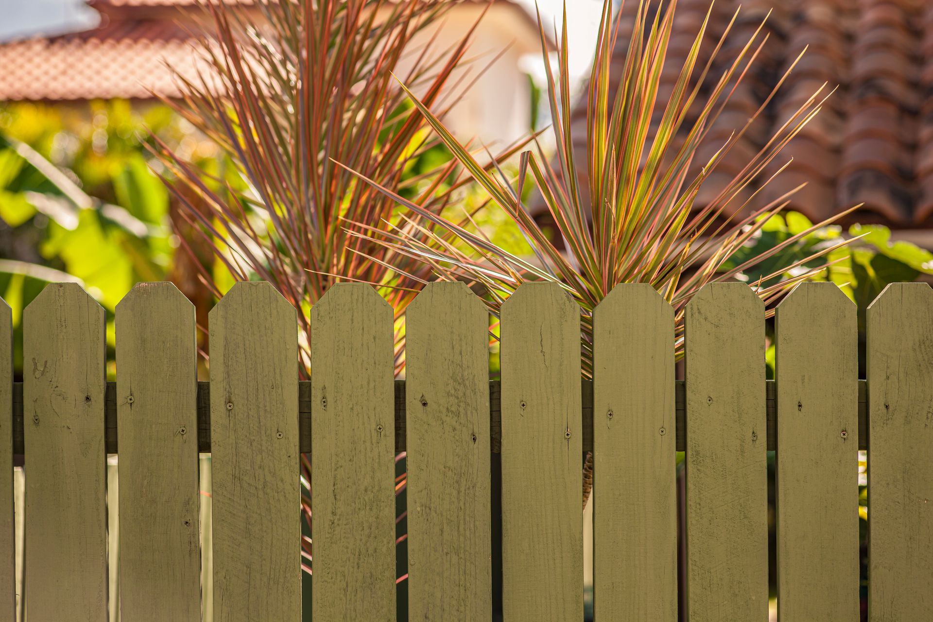 Wooden fence with palm fronds and green leaves in a sunny yard