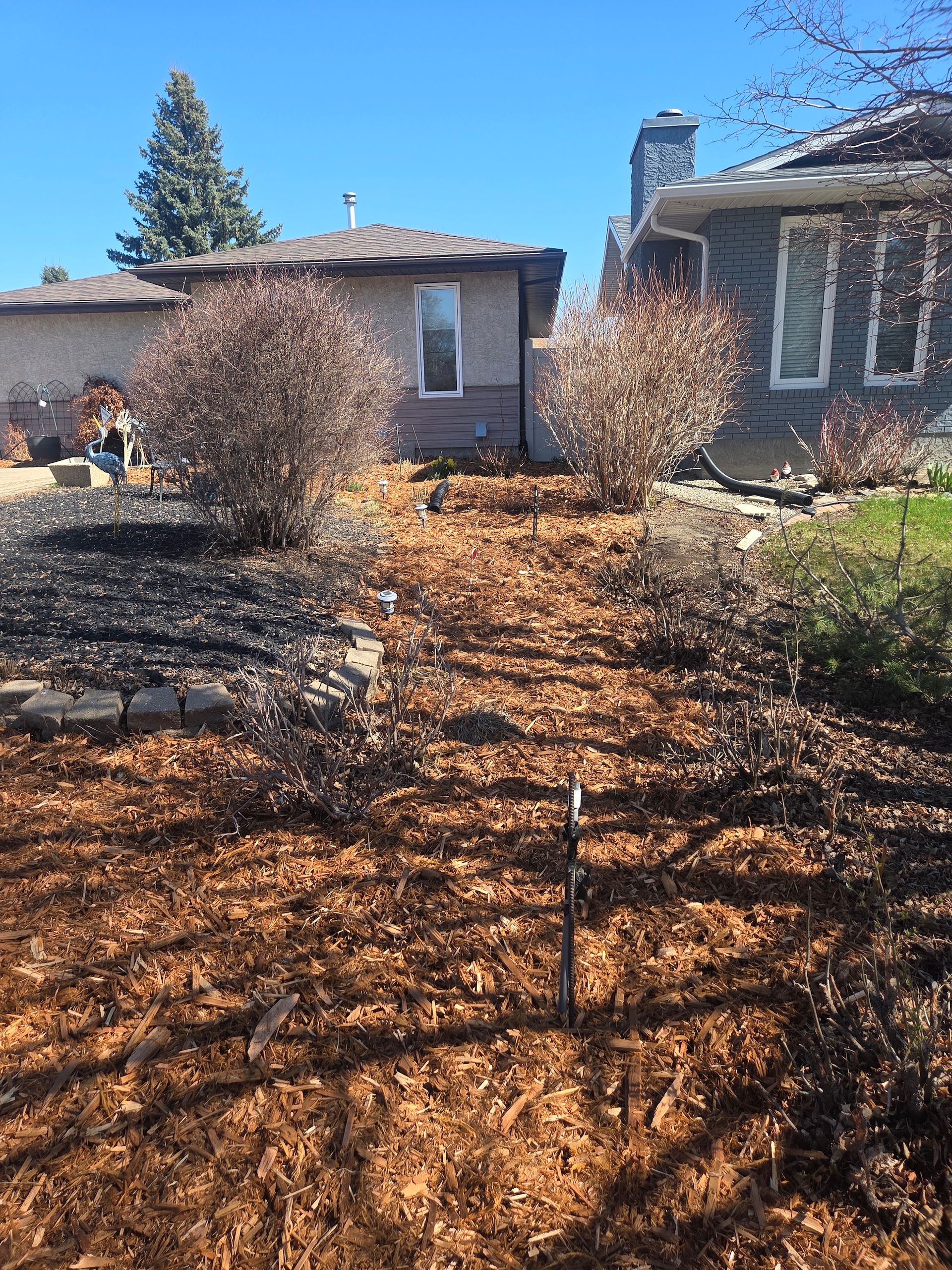 Front yard with a leaf-covered path between shrubs leading to a house in bright sunlight