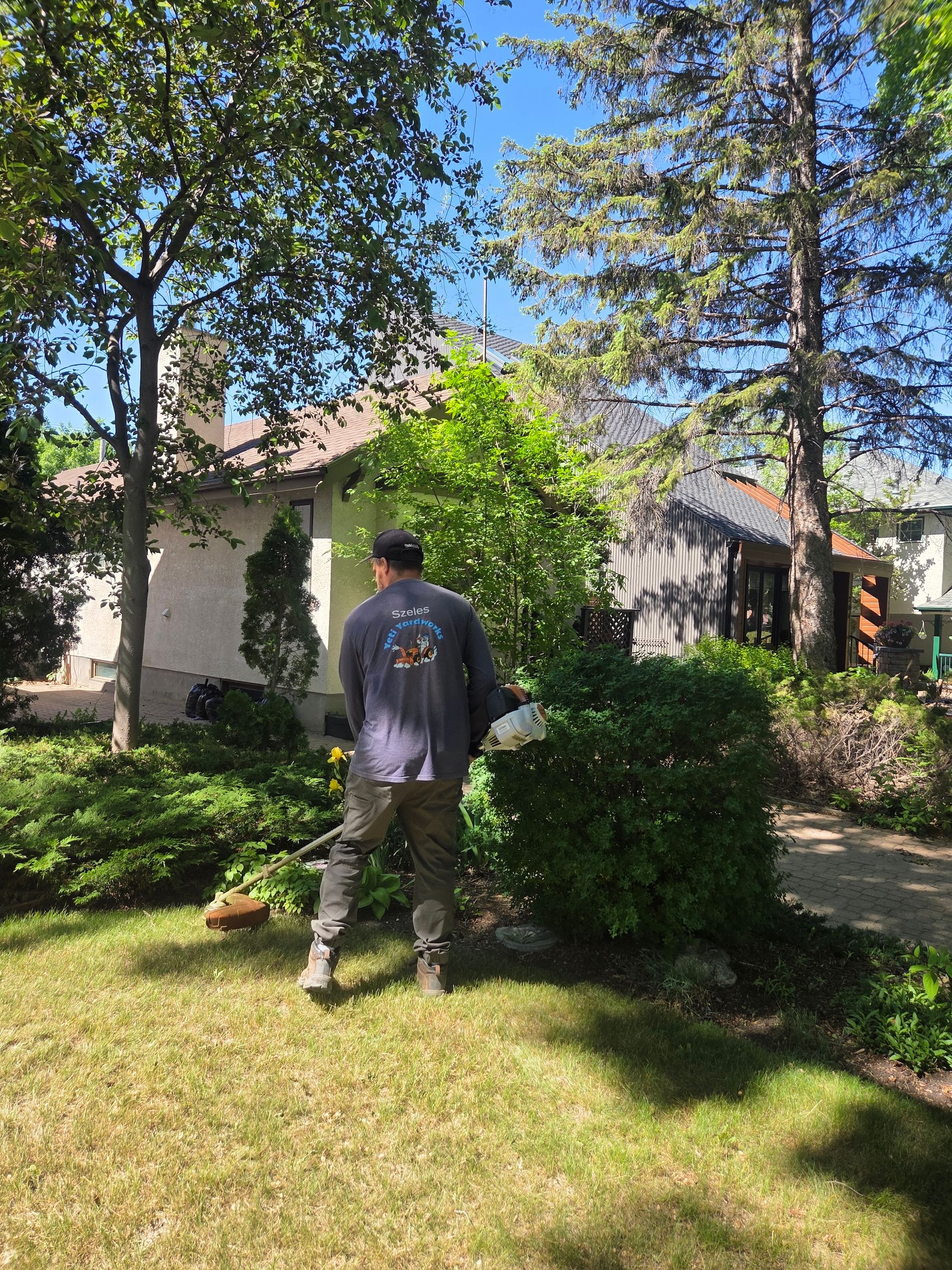Person trimming bushes in a sunny backyard with trees and a house in the background