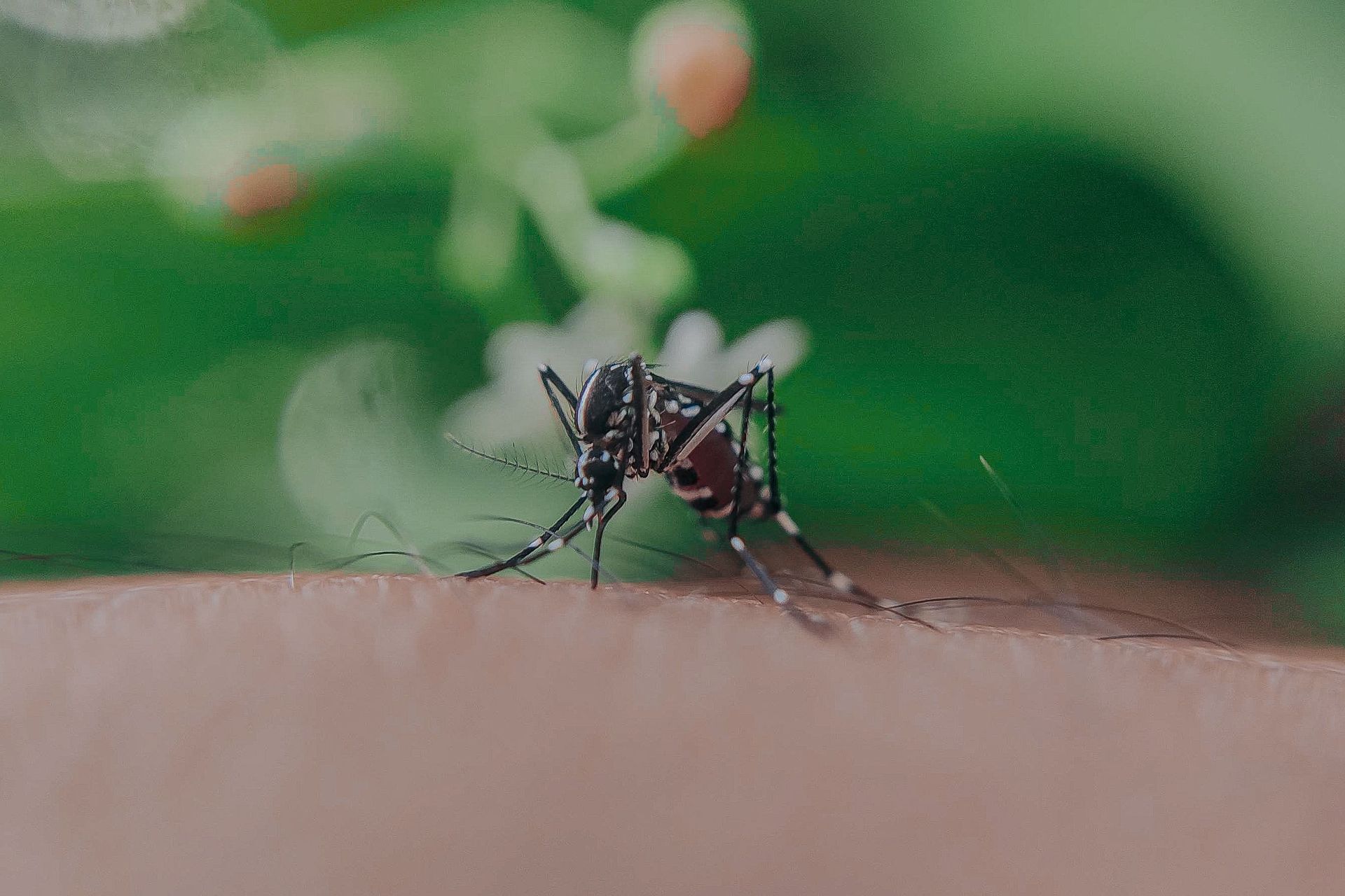Pest Control Panama City, FL