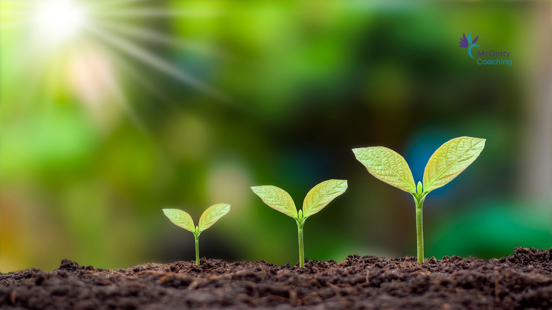 Three seedlings growing in dark soil with a blurred green background, symbolizing growth and nature