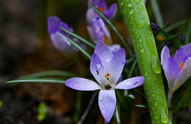 Light purple crocus flowers with raindrops on their petals bloom in a garden near a green stem.