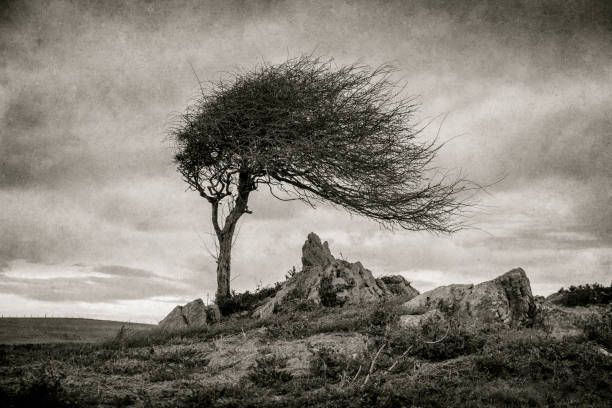 Wind-bent lone tree on rocky hill under a cloudy sky, in black and white