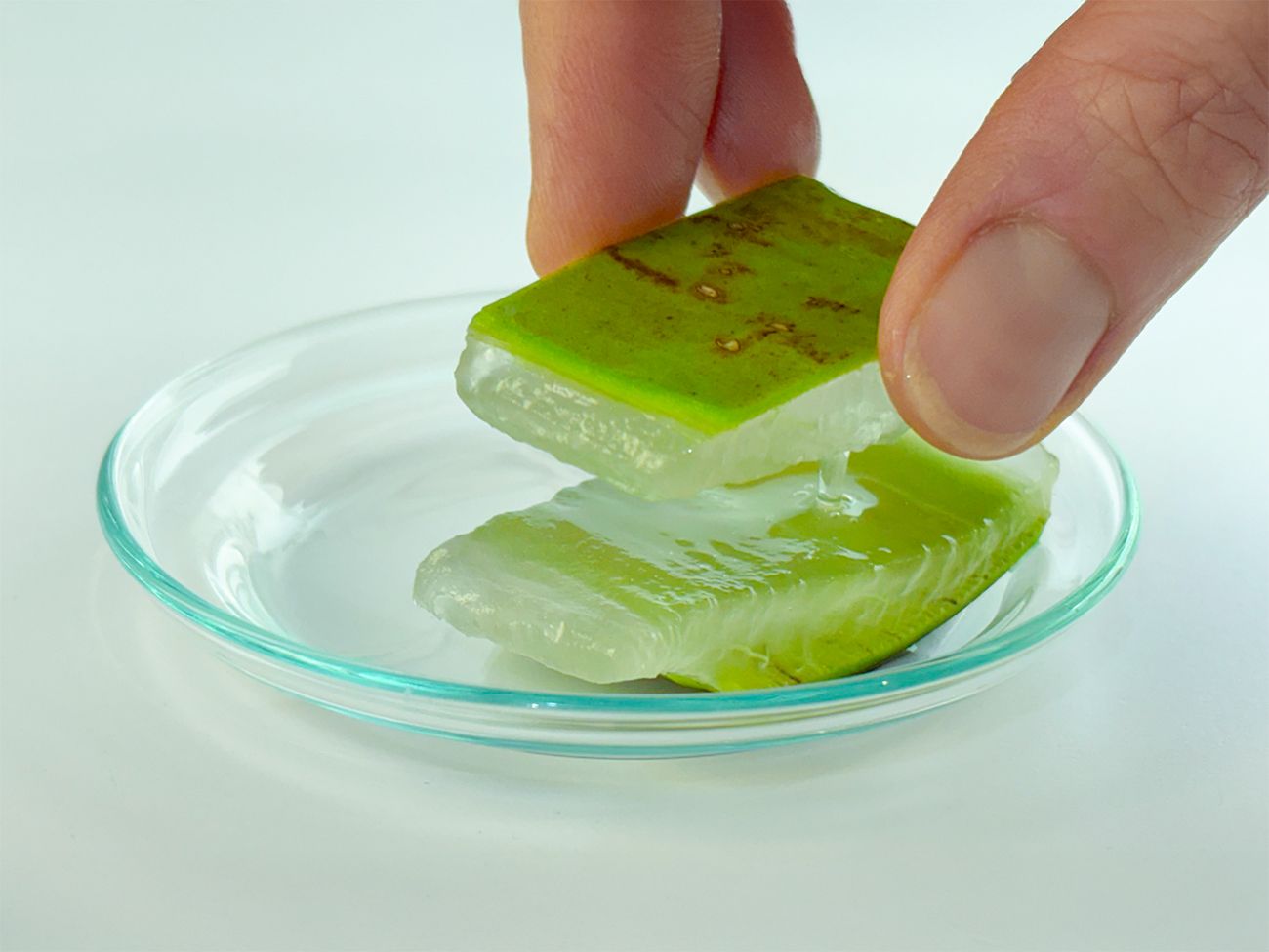 Aloe Vera Frischblatt