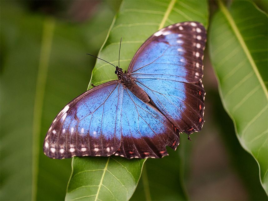 Blauer Schmetterling als Symbol für die Schmetterling Massage