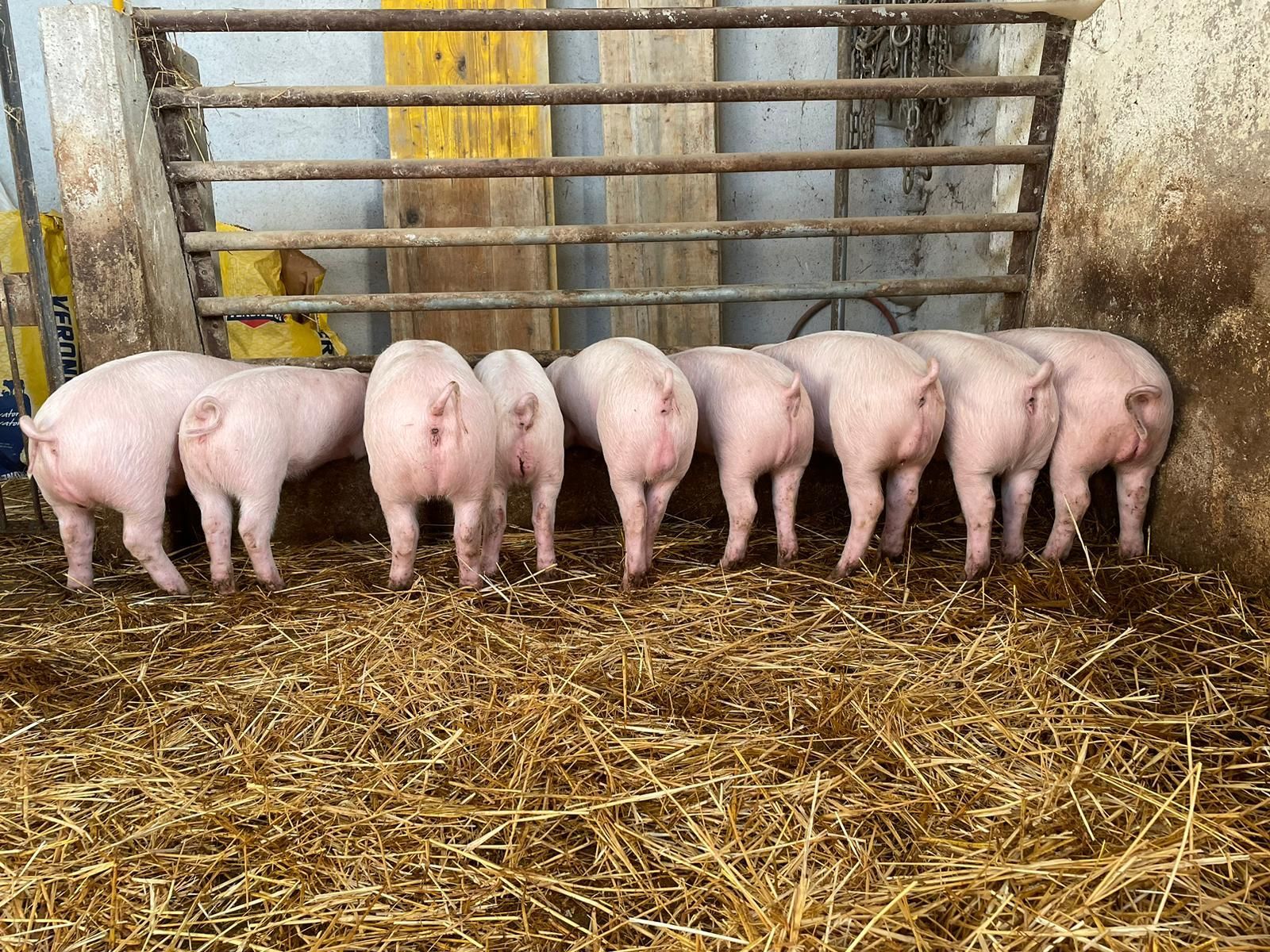 Cinque maialini rosa in piedi in un recinto ricoperto di paglia, visti da dietro.