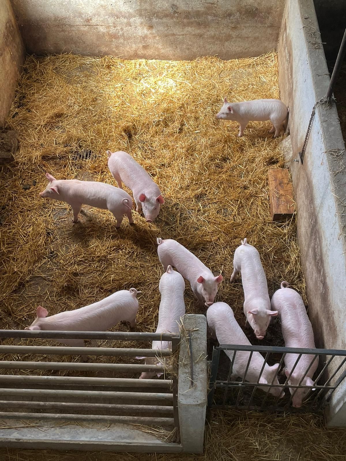 Maialini in un recinto ricoperto di paglia, alcuni radunati vicino a un cancello di metallo e a una mangiatoia.