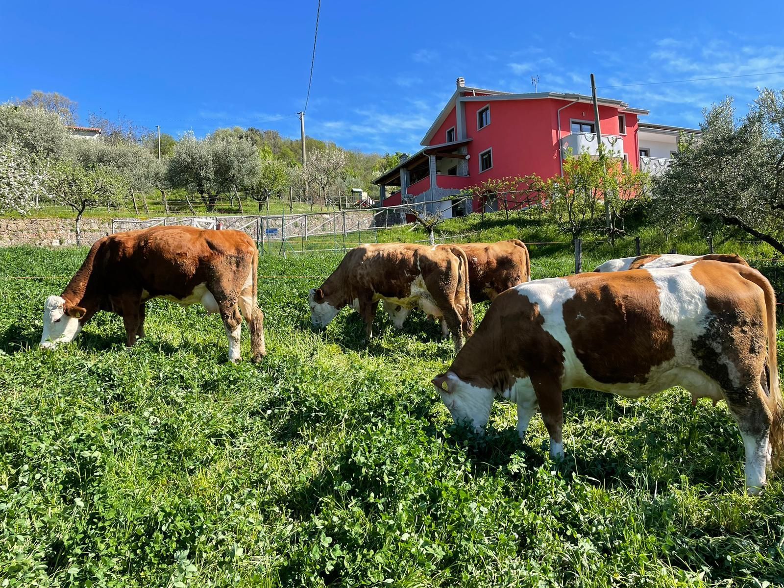 Mucche al pascolo in un campo verde con una casa rossa su una collina soleggiata