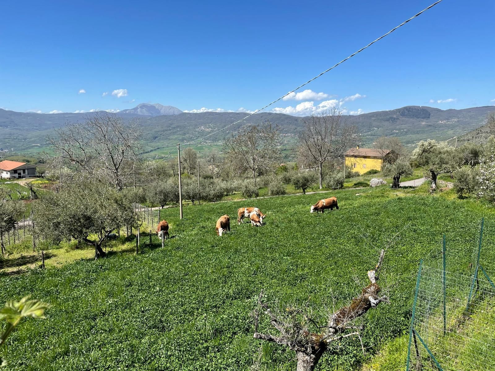 Mucche al pascolo su una verde collina con montagne e un cielo azzurro sullo sfondo.