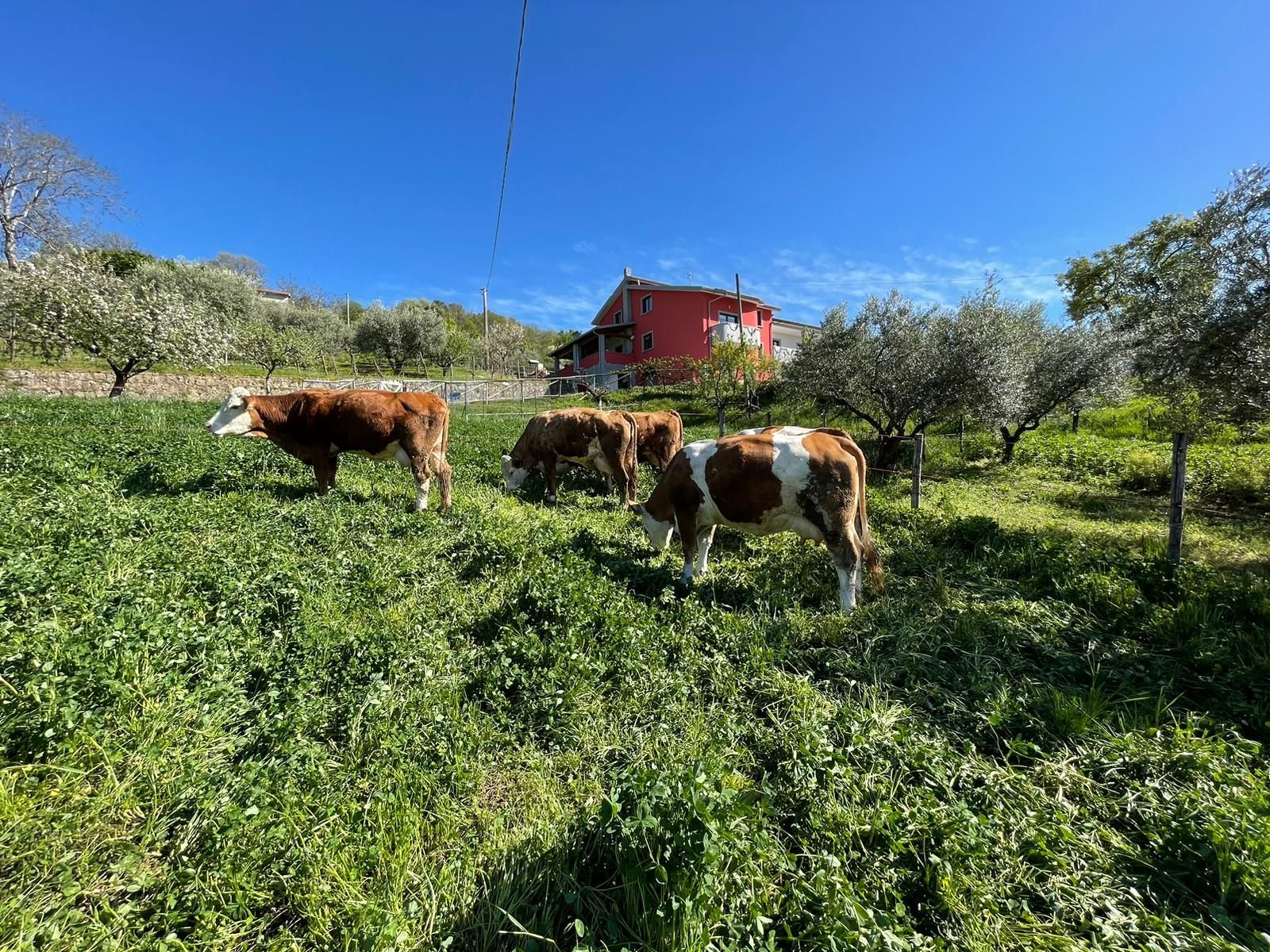 Tre mucche al pascolo in un campo verde con una casa rossa e il cielo blu sullo sfondo.