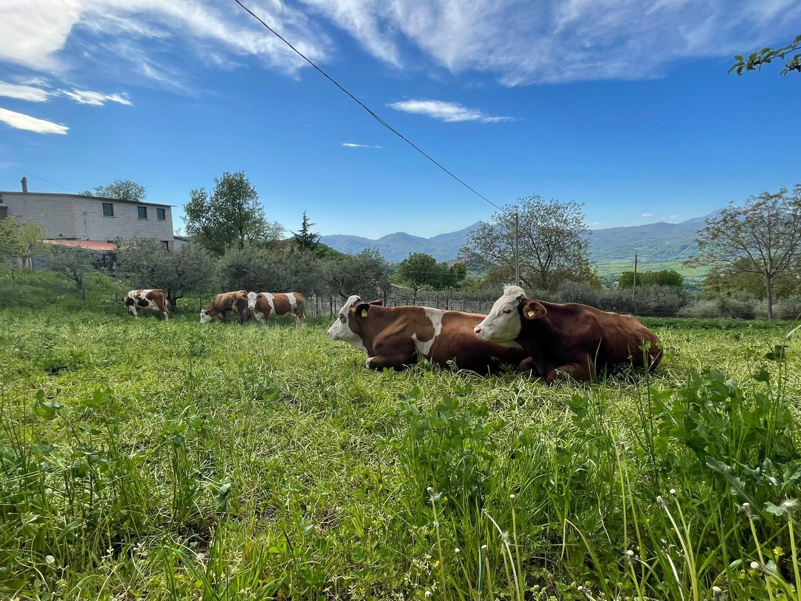 Mucche al pascolo in un campo verde sotto un cielo azzurro, con le montagne sullo sfondo.