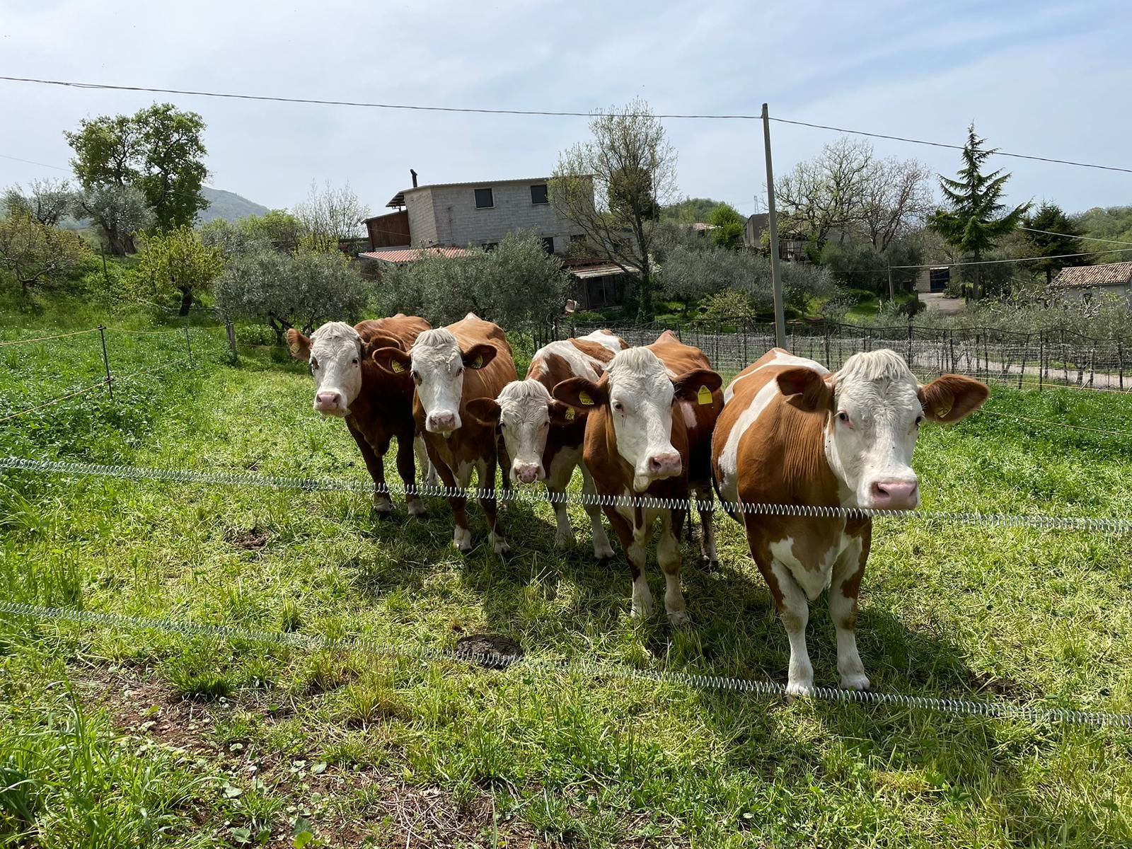 Mandria di mucche marroni e bianche ferme in un campo erboso vicino a una casa colonica sotto un cielo limpido