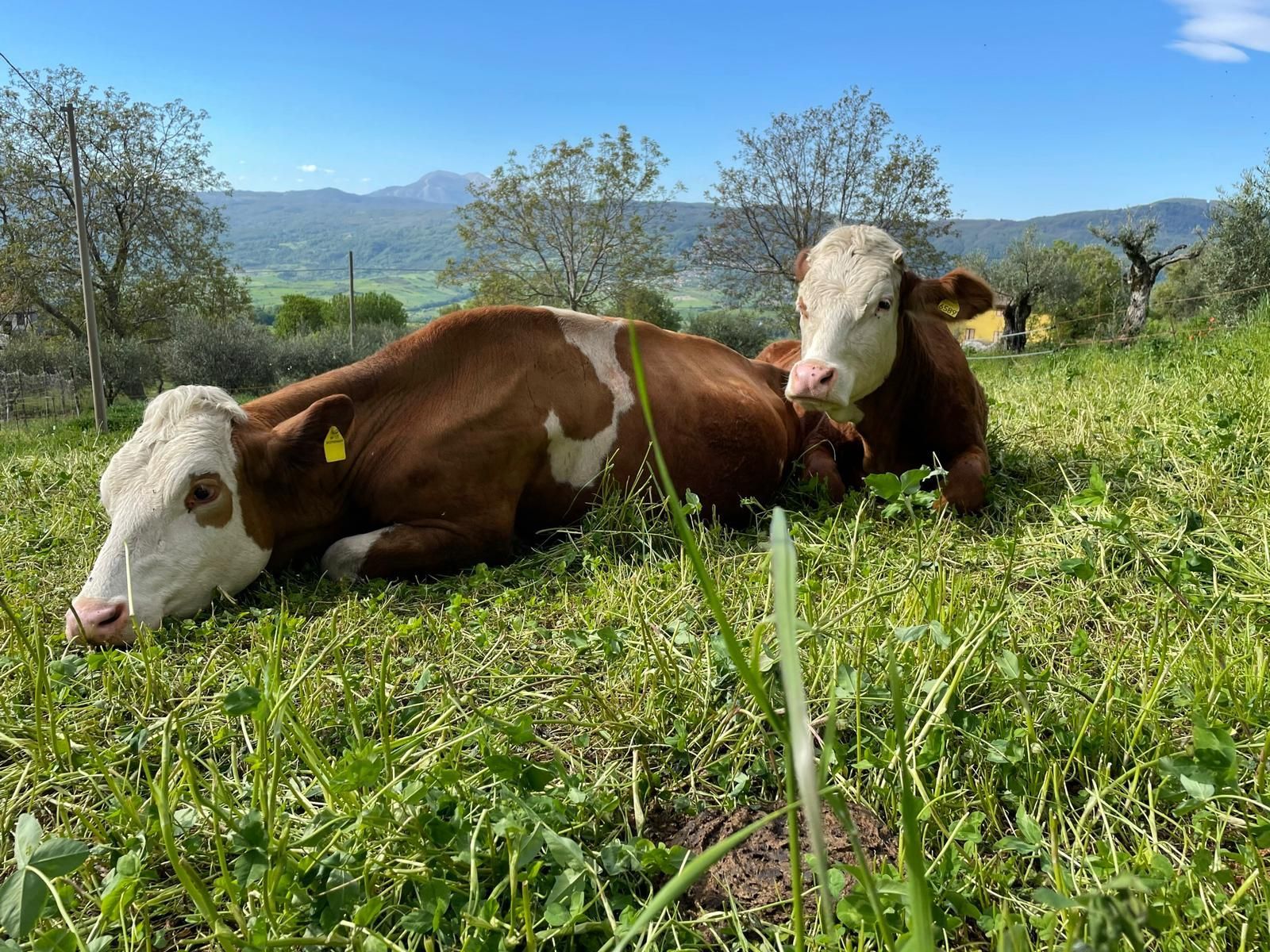 Due mucche marroni e bianche che riposano in un prato sotto un cielo azzurro limpido, con le montagne sullo sfondo.