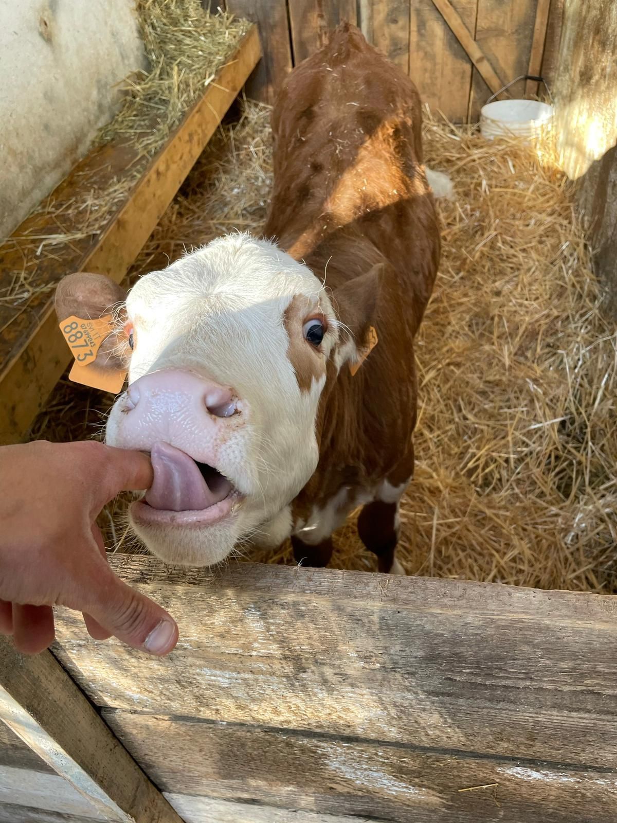 Un vitello bianco e marrone lecca la mano di una persona in un recinto pieno di paglia.