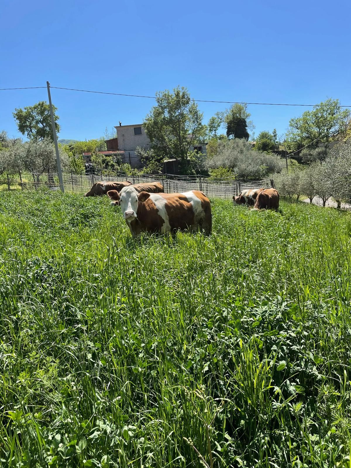 Mucche al pascolo in un rigoglioso campo verde sotto un cielo azzurro brillante