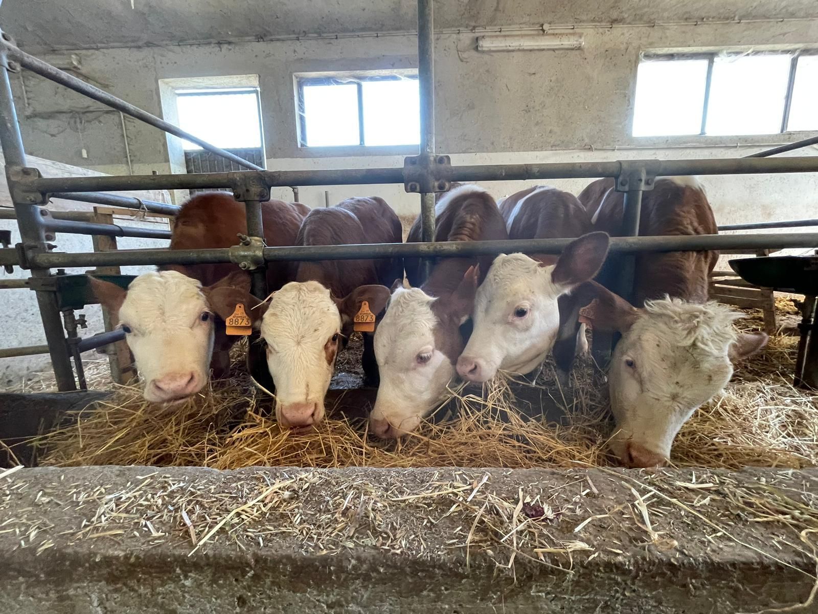 Bovini con la faccia bianca che mangiano fieno in una stalla dietro una recinzione metallica