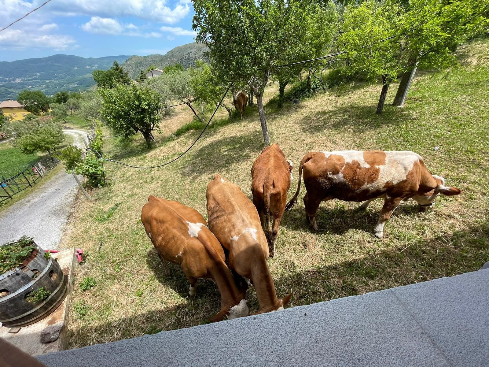 Tre mucche al pascolo su un pendio erboso a lato di una strada, con alberi e colline in lontananza.