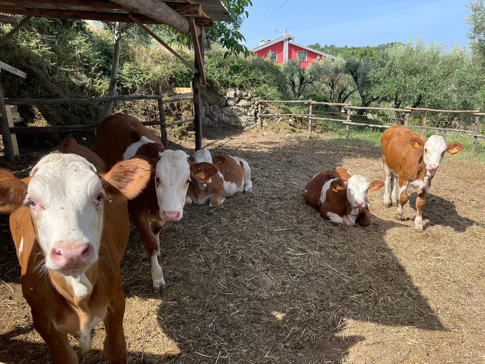 Vitelli che riposano in un recinto di una fattoria, con un fienile rosso e degli alberi sullo sfondo.