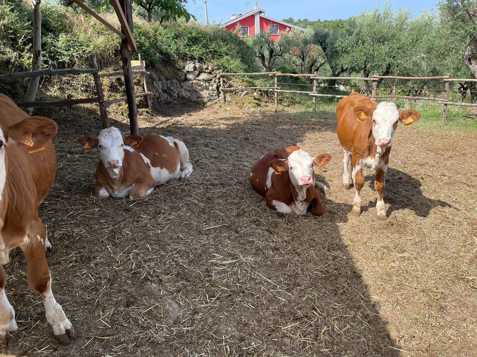 Vitelli che riposano in un recinto soleggiato, uno in piedi, con un fienile rosso e una recinzione sullo sfondo.