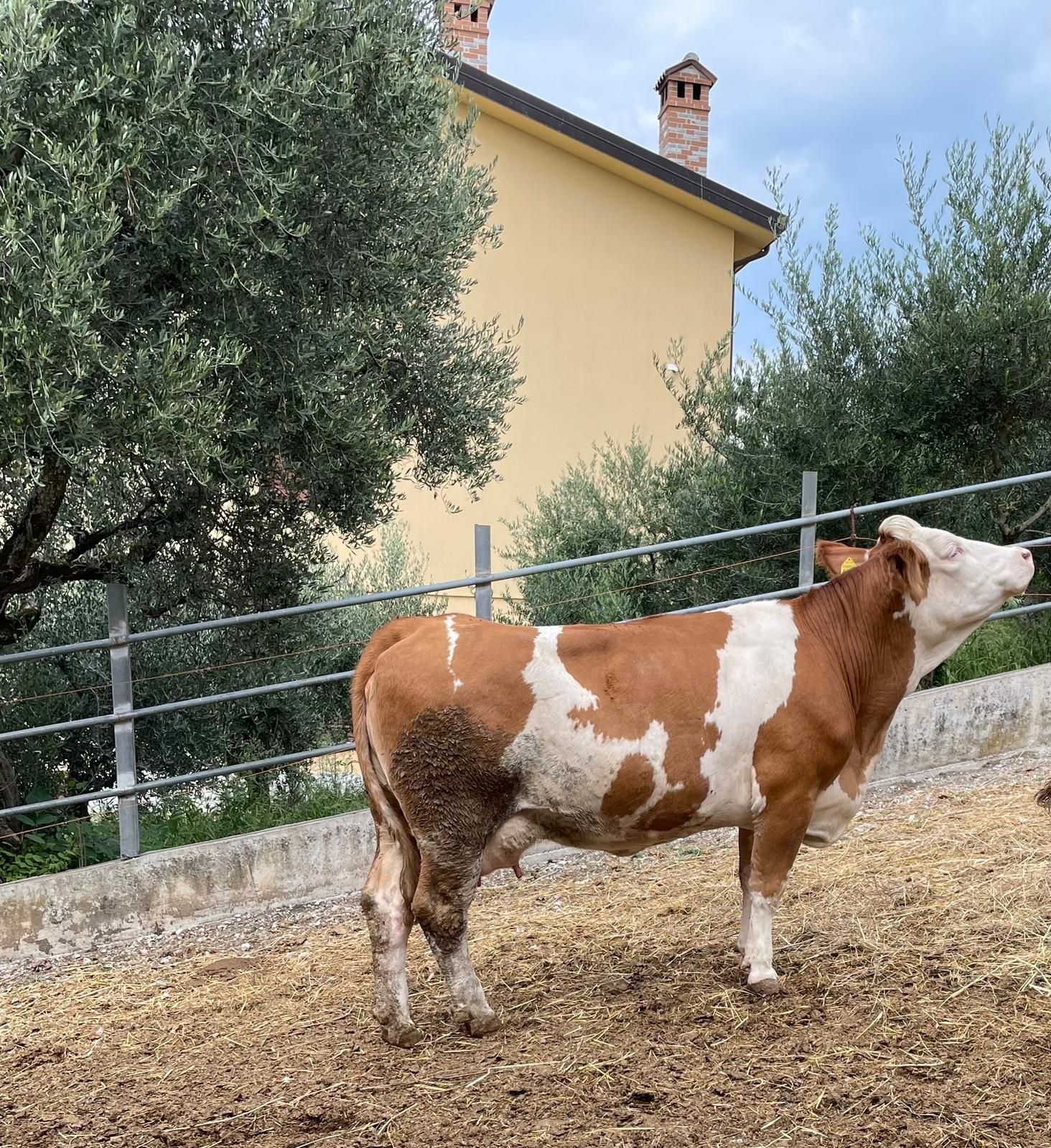 Una mucca marrone e bianca è ferma in un recinto accanto a una casa gialla e ad alcuni alberi.