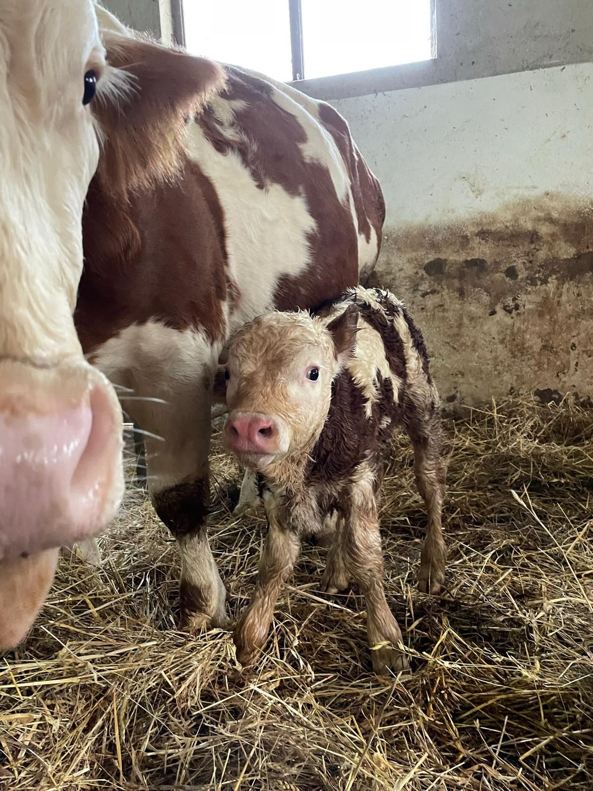 Un vitellino appena nato sta in piedi accanto alla madre, dal manto marrone e bianco, in una stalla piena di paglia.