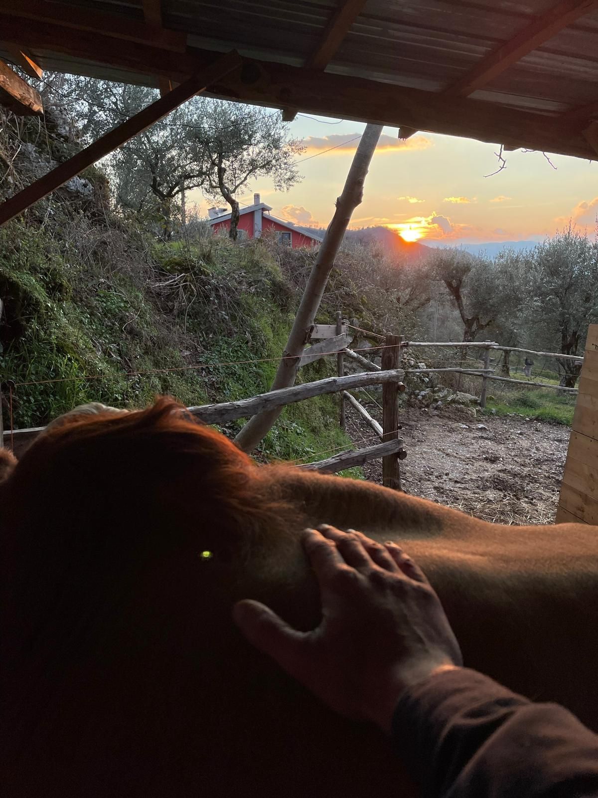 Una mano appoggiata su un cavallo al tramonto, sotto una tettoia, con un sentiero sterrato e degli alberi sullo sfondo.