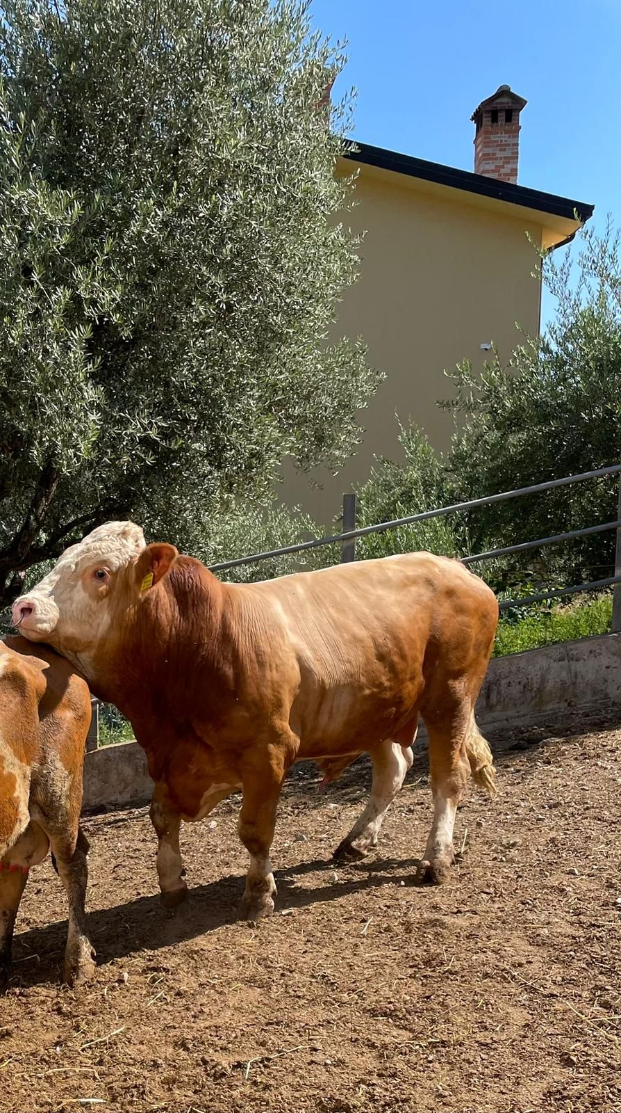Due vitelli color marrone chiaro in piedi sulla ghiaia vicino a una casa e a un ulivo in un cortile soleggiato