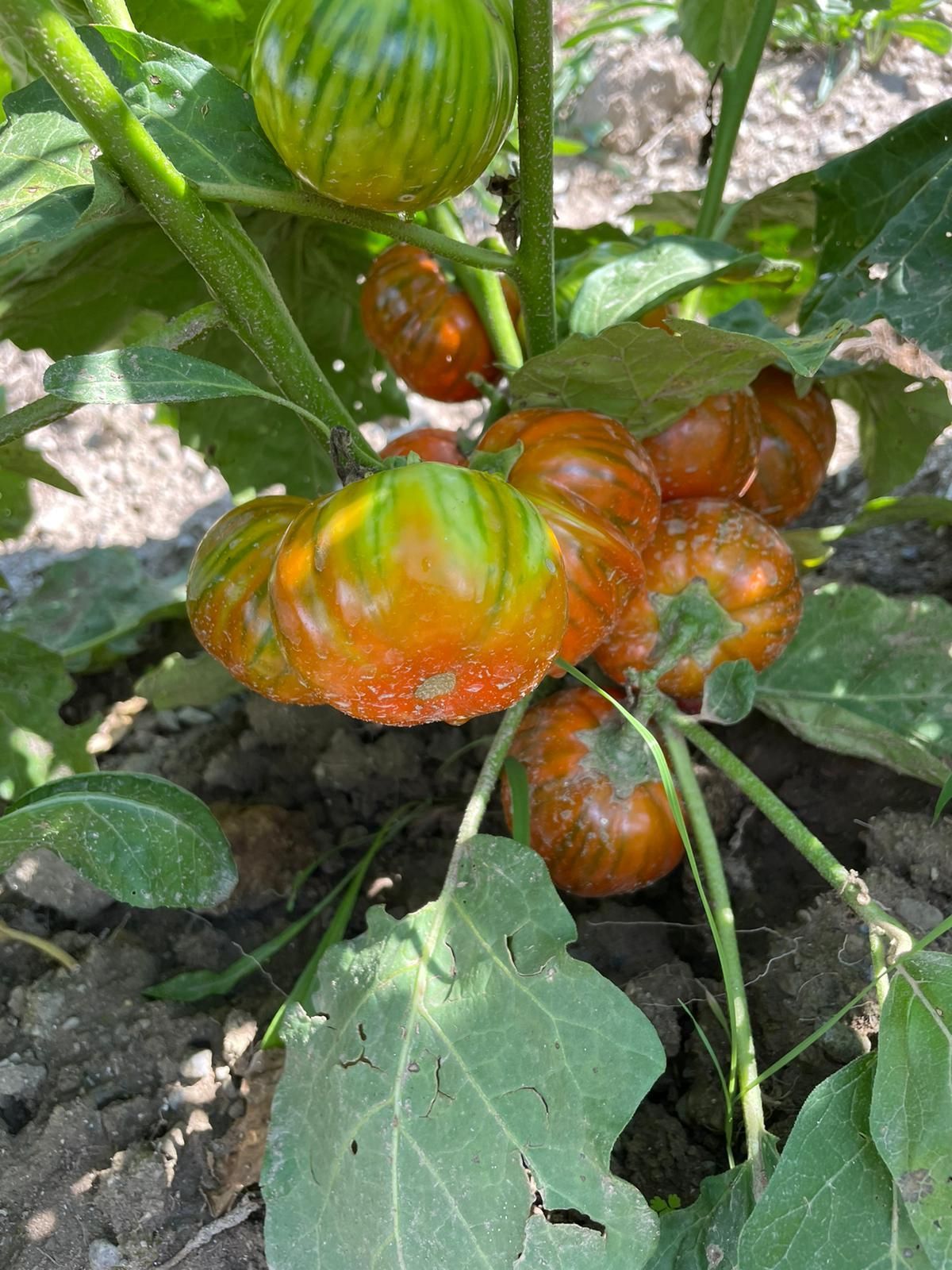Zucca arancione-verde che cresce su una vite in un'aiuola