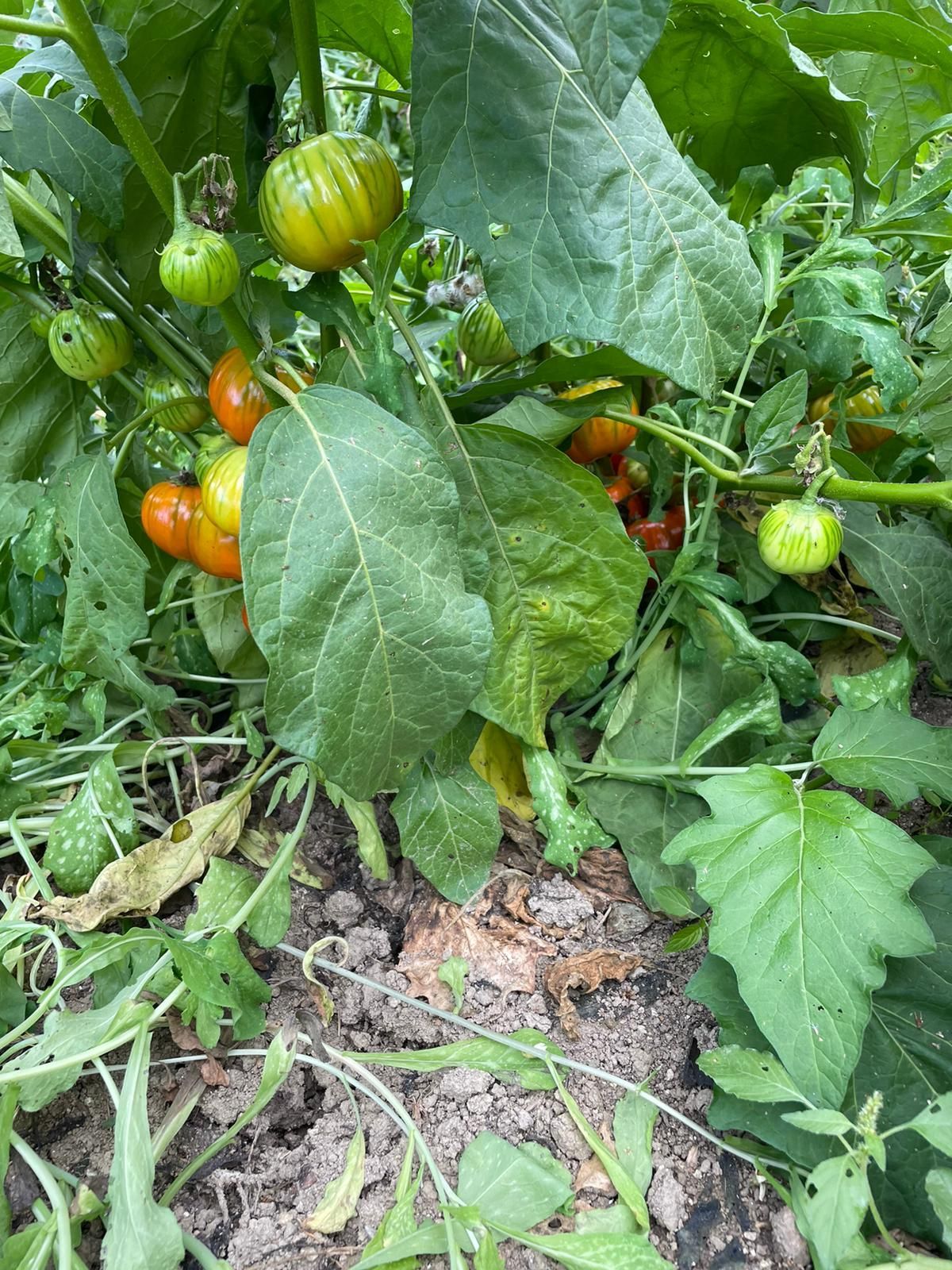 Pomodori che maturano sulla vite tra le foglie verdi in un giardino