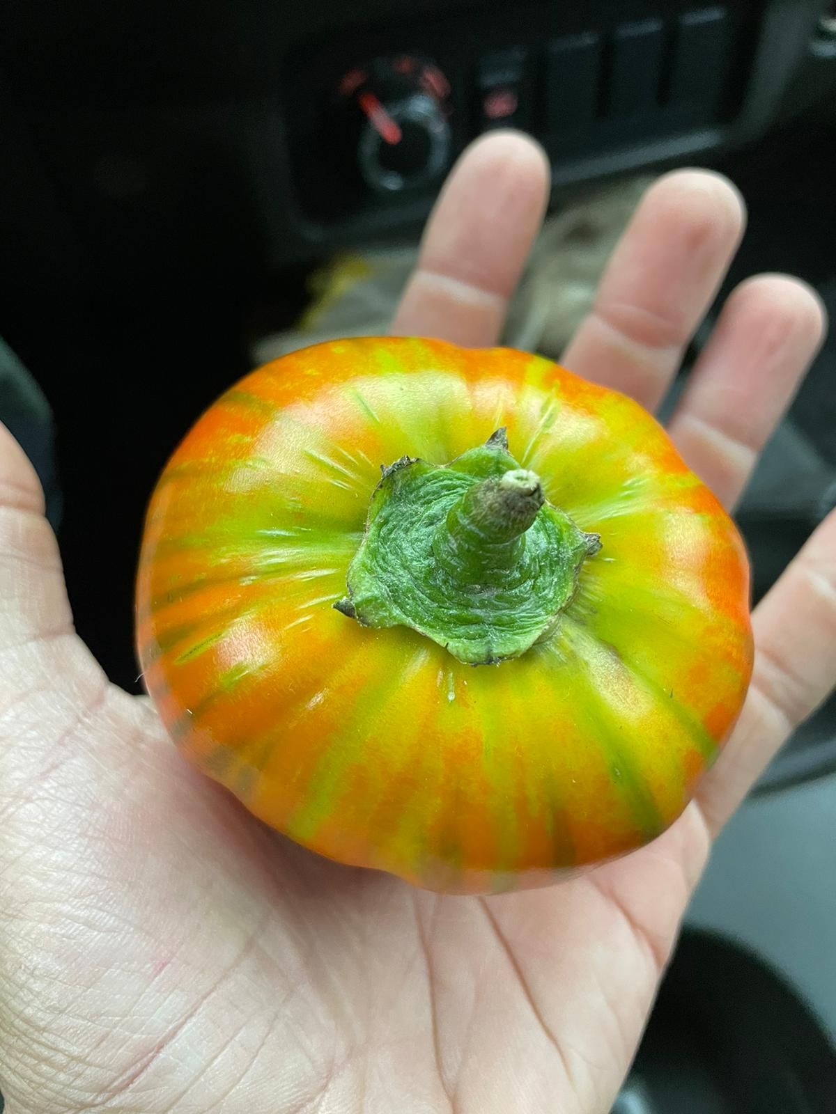 Una mano che tiene un piccolo pomodoro rotondo di colore giallo-arancio con striature verdi e un gambo verde.