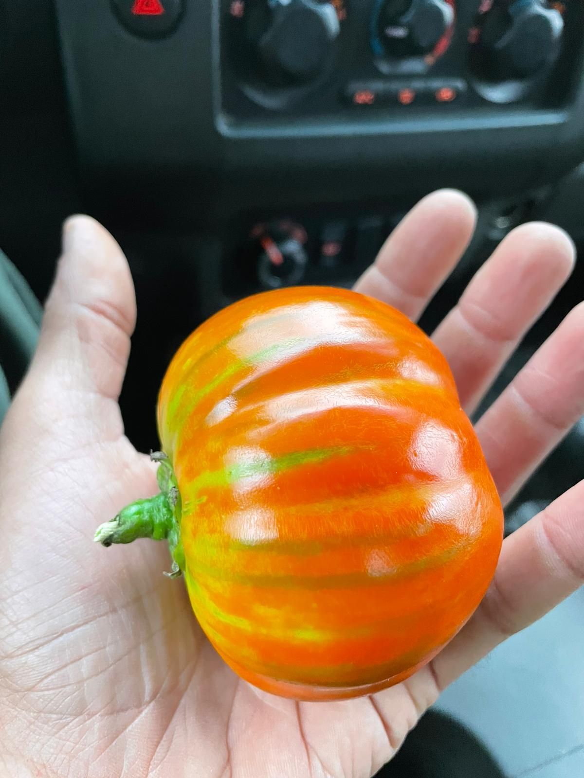 Una mano regge una piccola zucca decorativa a strisce arancioni e gialle all'interno di un'auto.