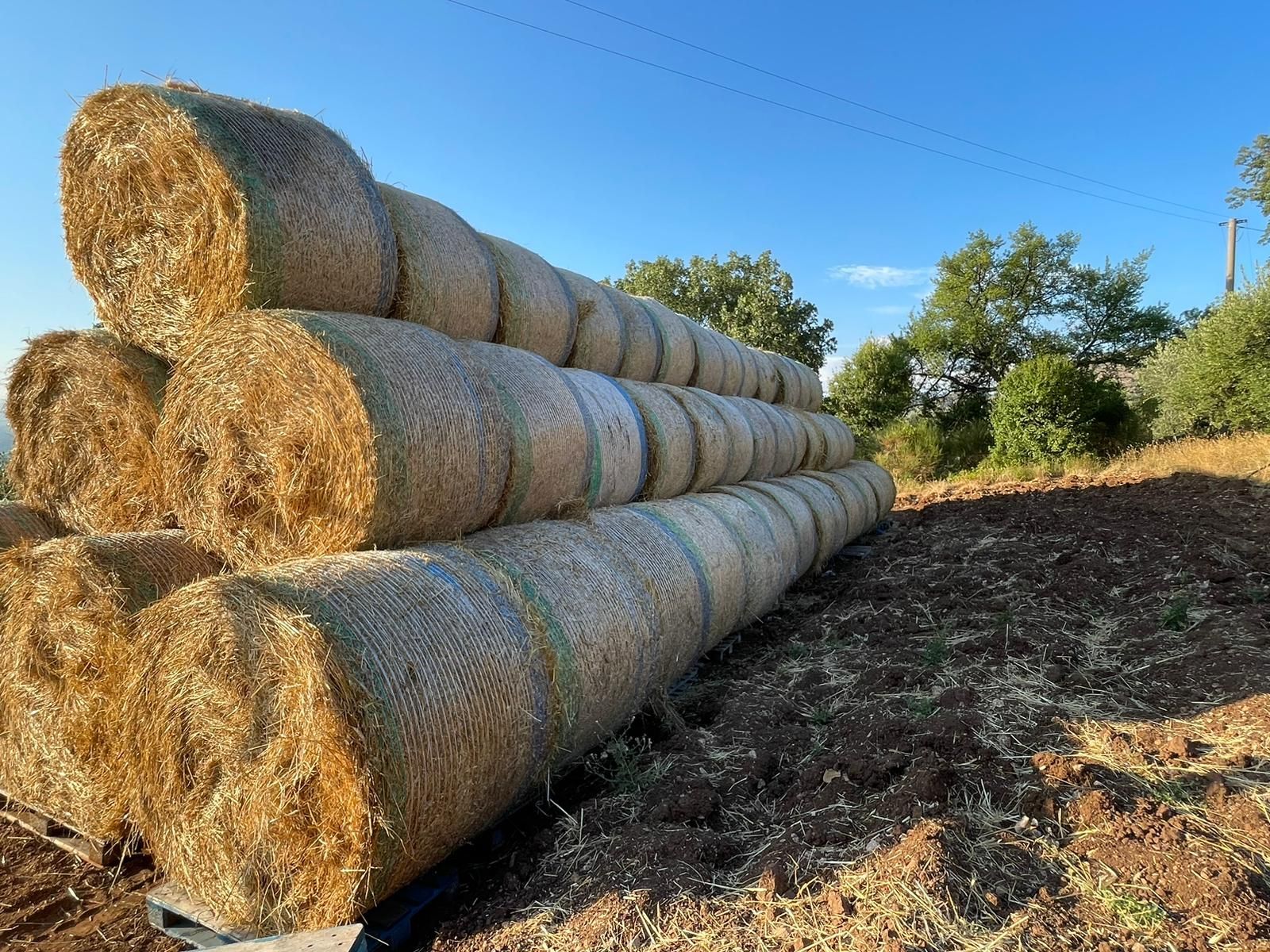 Pacchi di fieno impilati su un campo di terra sotto un cielo azzurro e limpido.